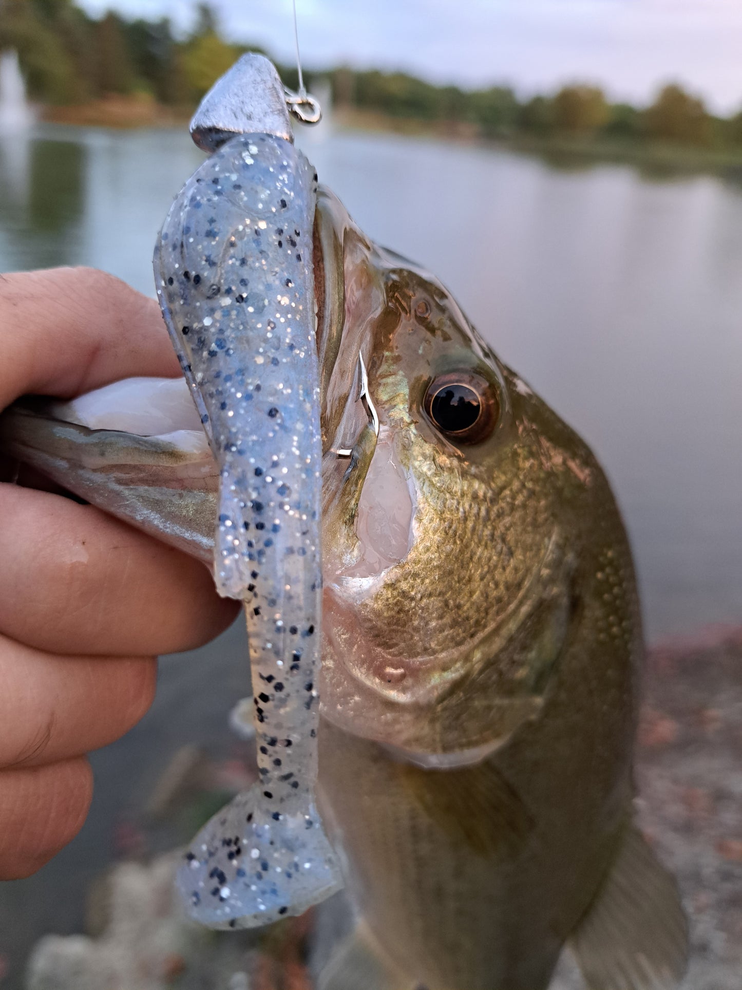 3.75" Fat Belly Swimmer 6pk