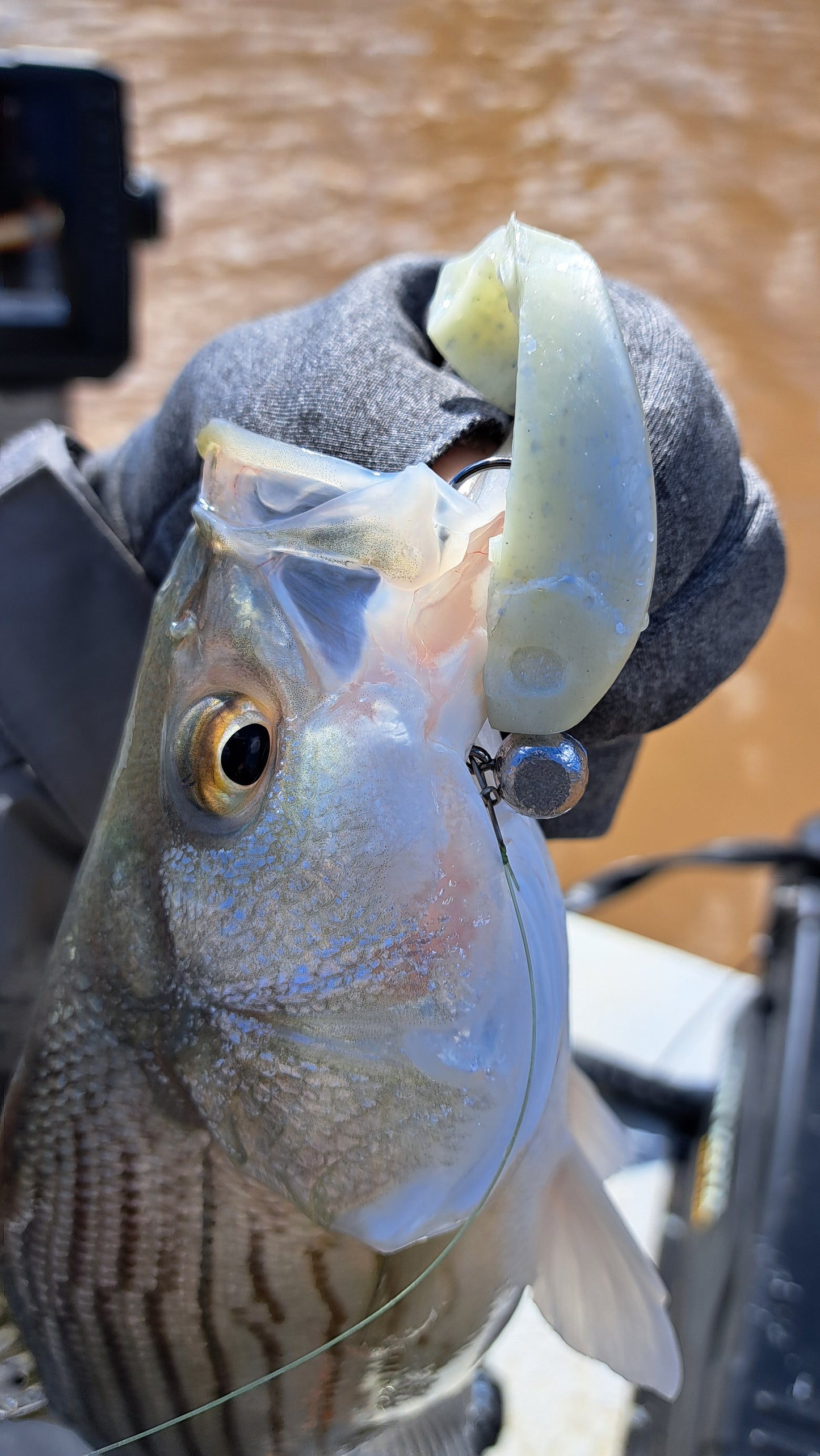 3.15" Shimmy Shad
