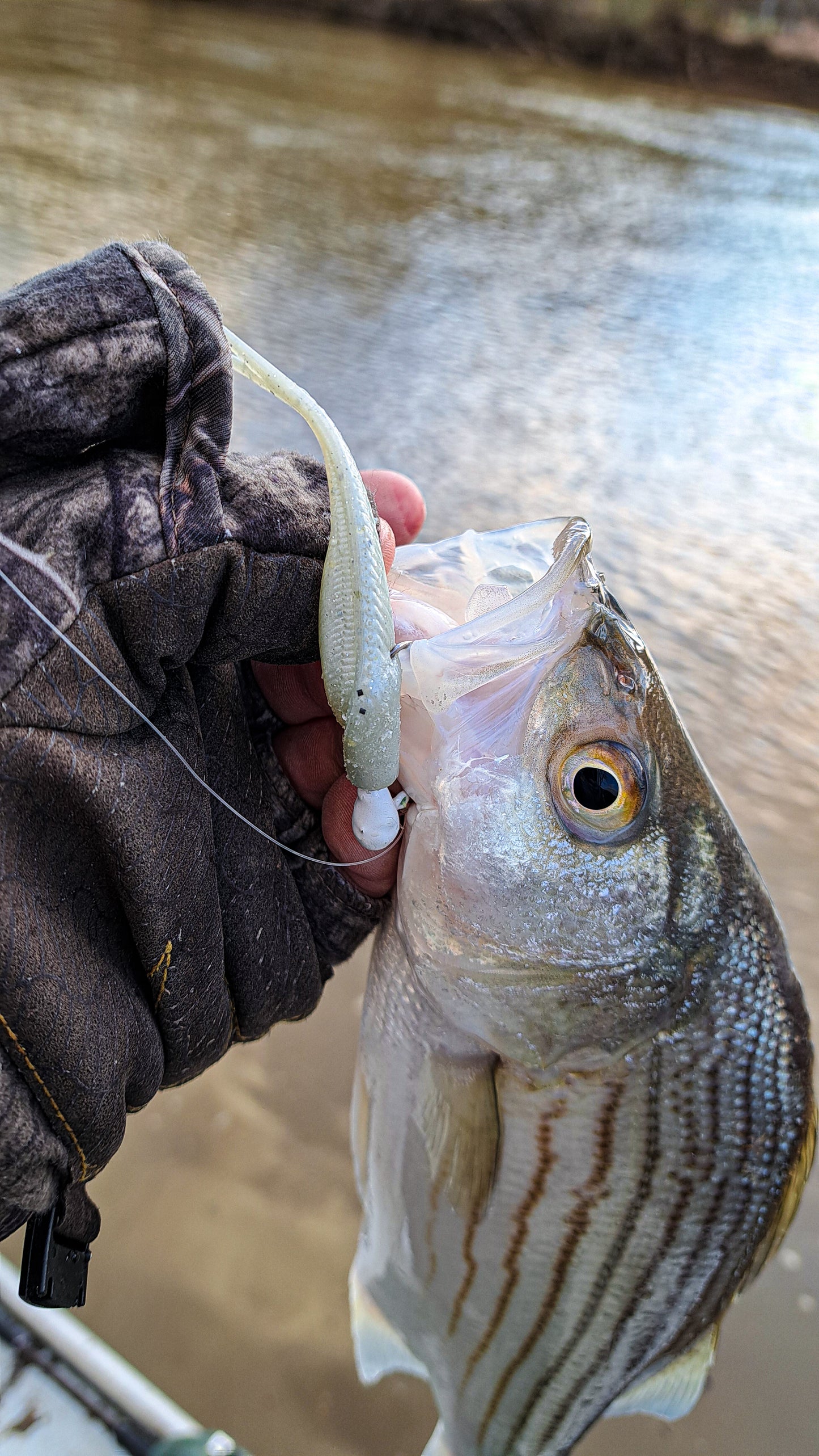 3" Trace Shiner (5pk)